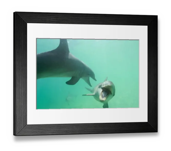 Framed Print : Bottlenose Dolphins (Tursiops truncatus) Caribbean Sea, Honduras Framed Print : Bottlenose Dolphins (Tursiops truncatus) Caribbean Sea, Honduras