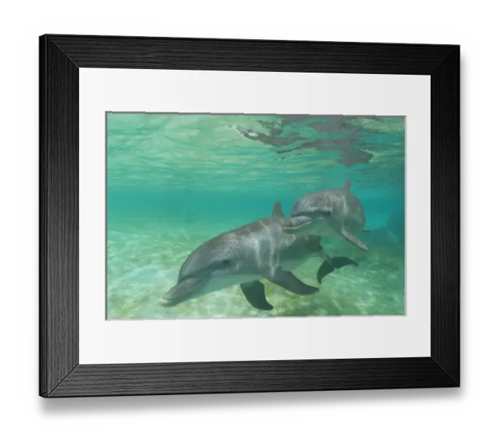 Framed Print : Bottlenose Dolphins (Tursiops truncatus) Caribbean Sea near Roatan, Honduras Framed Print : Bottlenose Dolphins (Tursiops truncatus) Caribbean Sea near Roatan, Honduras
