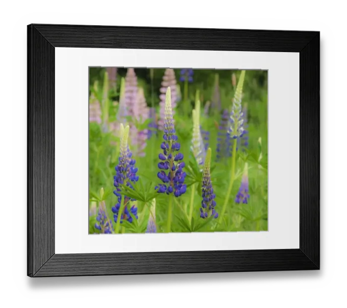 Framed Print : USA, Maine, Acadia National Park. Field of blooming lupine flowers. Credit as: Nancy Framed Print : USA, Maine, Acadia National Park. Field of blooming lupine flowers. Credit as: Nancy