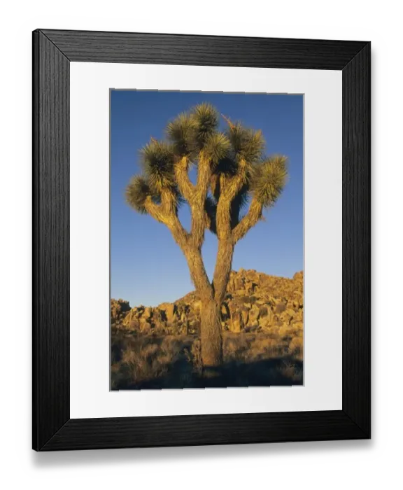 Framed Print : Joshua Tree, (Yucca brevifolia), and granite outcropping, Joshua Tree National Park Framed Print : Joshua Tree, (Yucca brevifolia), and granite outcropping, Joshua Tree National Park
