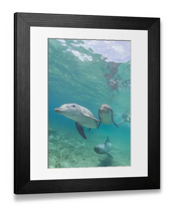 Framed Print : Bottlenose Dolphins (Tursiops truncatus) Caribbean Sea near Roatan, Honduras Framed Print : Bottlenose Dolphins (Tursiops truncatus) Caribbean Sea near Roatan, Honduras