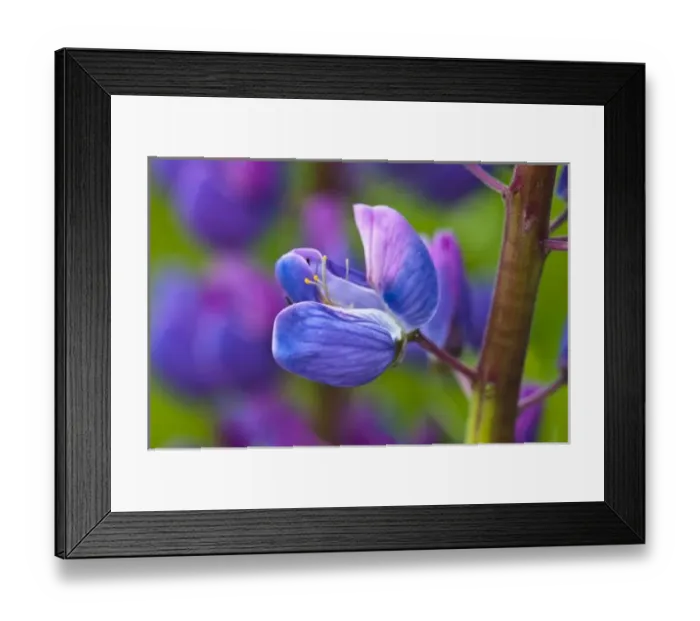 Framed Print : USA, Maine, Acadia National Park. Close-up of blooming lupine flower Framed Print : USA, Maine, Acadia National Park. Close-up of blooming lupine flower
