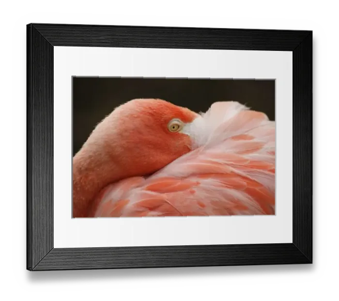 Framed Print : Caribbean Flamingo (Phoenicopterus ruber ruber) Flamingo Lagoon, San Diego Zoo, San Diego Framed Print : Caribbean Flamingo (Phoenicopterus ruber ruber) Flamingo Lagoon, San Diego Zoo, San Diego
