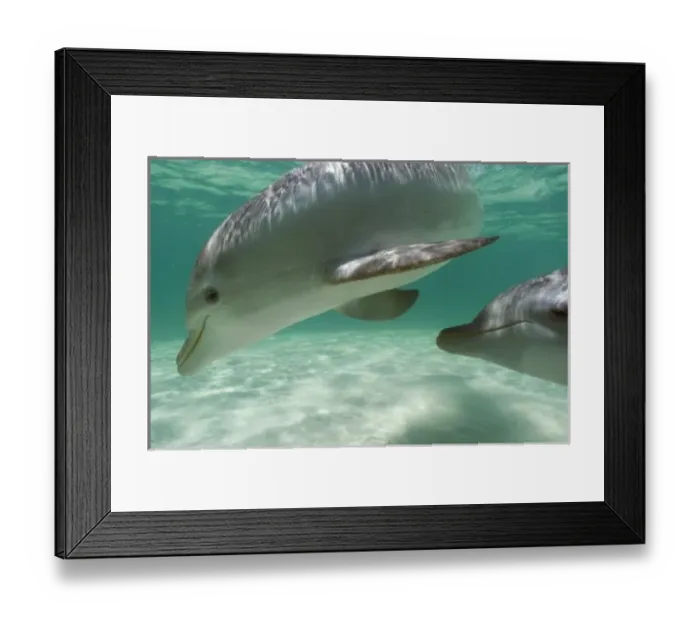 Framed Print : Bottlenose Dolphins (Tursiops truncatus) Carribean Sea near Roatan, Honduras