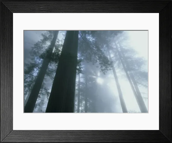 Framed Print : USA, California, Redwood National Park, Del Norte County, foggy dawn in Lady Bird Grove Framed Print : USA, California, Redwood National Park, Del Norte County, foggy dawn in Lady Bird Grove