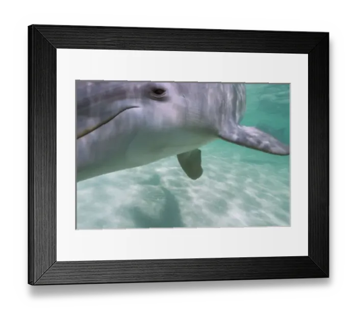 Framed Print : Bottlenose Dolphins (Tursiops truncatus) Carribean Sea near Roatan, Honduras Framed Print : Bottlenose Dolphins (Tursiops truncatus) Carribean Sea near Roatan, Honduras