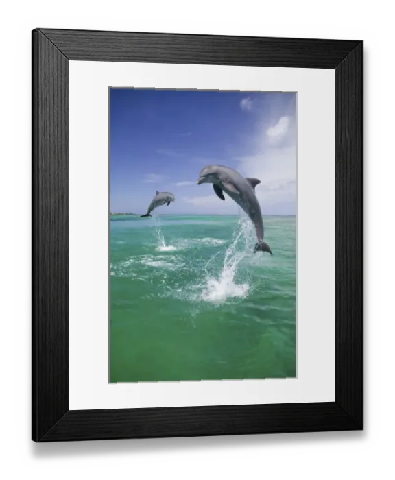 Framed Print : Bottlenose Dolphins (Tursiops truncatus) Caribbean Sea, Honduras