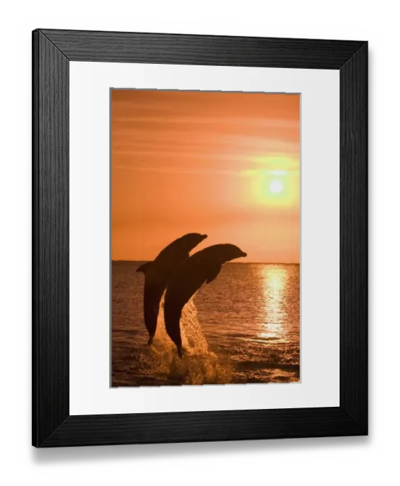 Framed Print : Bottlenose Dolphins (Tursiops truncatus) Caribbean Sea, Honduras Framed Print : Bottlenose Dolphins (Tursiops truncatus) Caribbean Sea, Honduras