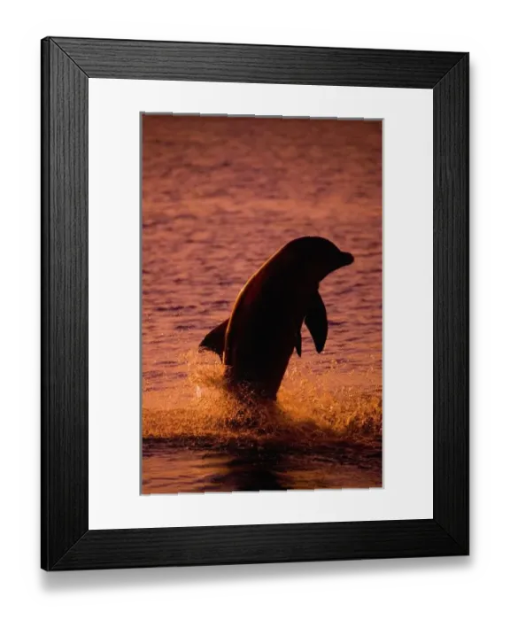Framed Print : Bottlenose Dolphins (Tursiops truncatus) Caribbean Sea, Honduras