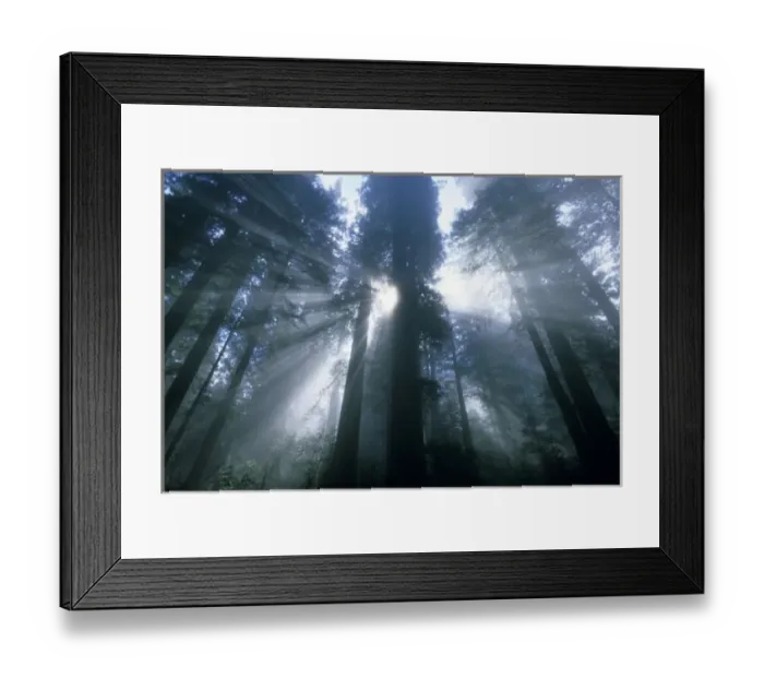 Framed Print : Redwood National Park, Del Norte County, foggy dawn in Lady Bird Grove, California