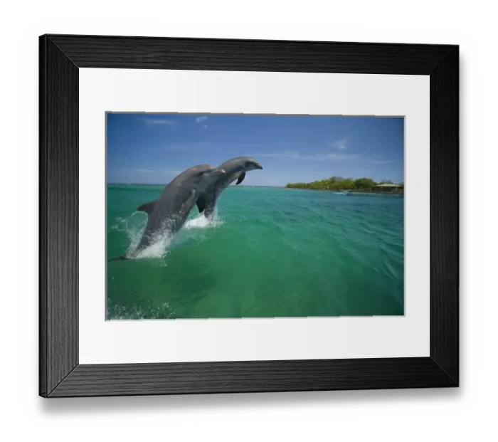 Framed Print : Bottlenose Dolphins (Tursiops truncatus) Carribean Sea near Roatan, Honduras Framed Print : Bottlenose Dolphins (Tursiops truncatus) Carribean Sea near Roatan, Honduras