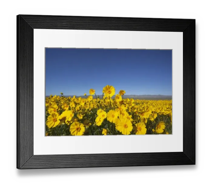Framed Print : CA, Carrizo Plain NM, Carrizo Plain with Temblor Range and spring wildflowers (Bigelow s