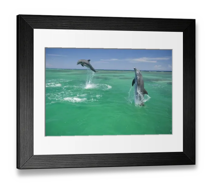 Framed Print : Bottlenose Dolphins (Tursiops truncatus) Carribean Sea near Roatan, Honduras