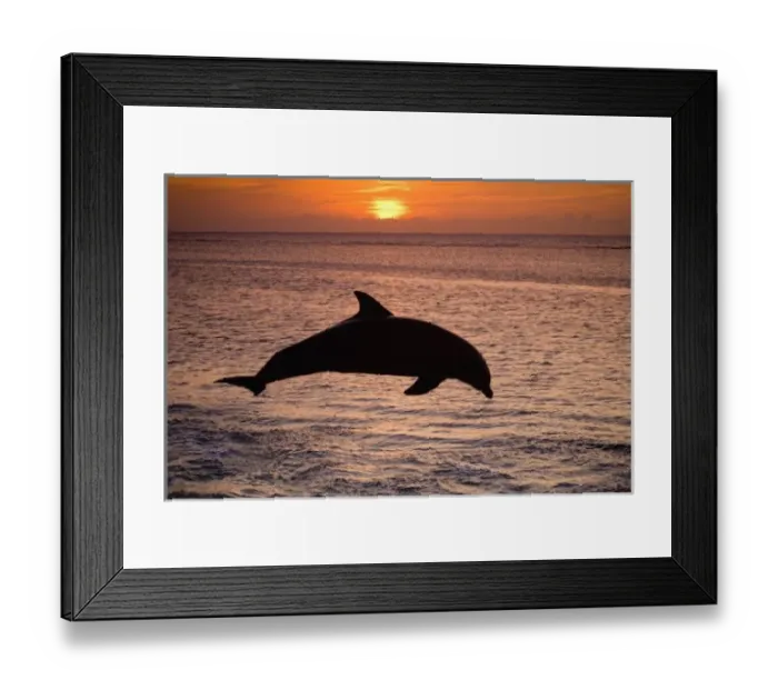 Framed Print : Bottlenose Dolphins (Tursiops truncatus) Caribbean Sea near Roatan, Honduras