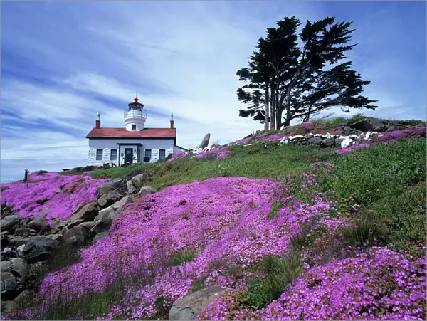 CA, Crescent City, Battery Point lighthouse with ice plant in bloom, built in 1856