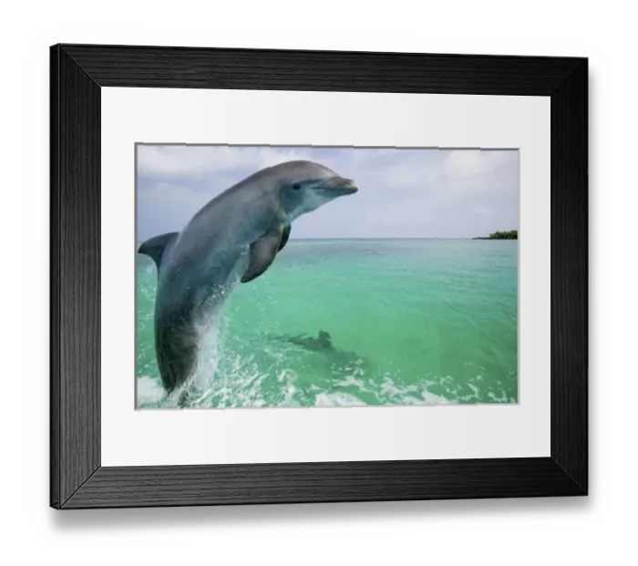 Framed Print : Bottlenose Dolphins (Tursiops truncatus) Caribbean Sea