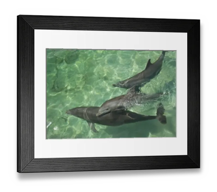 Framed Print : Bottlenose Dolphins (Tursiops truncatus) Caribbean Sea near Roatan, Honduras