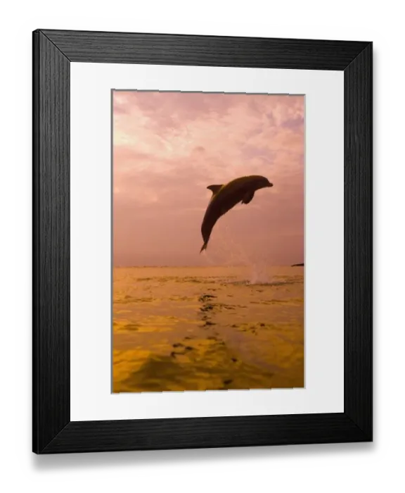 Framed Print : Bottlenose Dolphins (Tursiops truncatus) Caribbean Sea near Roatan, Honduras Framed Print : Bottlenose Dolphins (Tursiops truncatus) Caribbean Sea near Roatan, Honduras
