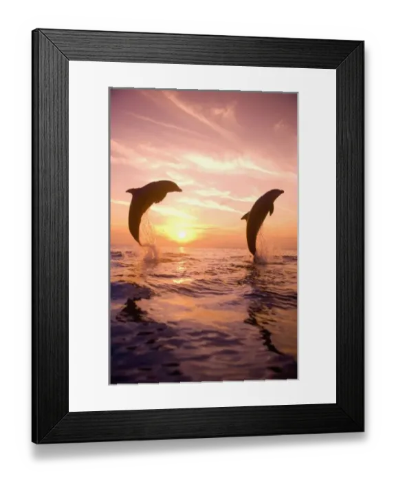 Framed Print : Bottlenose Dolphins (Tursiops truncatus) Caribbean Sea near Roatan, Honduras Framed Print : Bottlenose Dolphins (Tursiops truncatus) Caribbean Sea near Roatan, Honduras