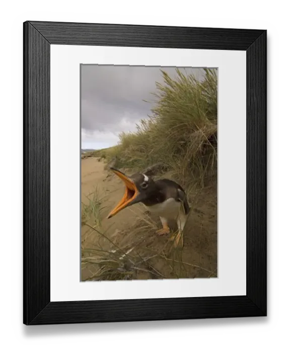 Framed Print : gentoo penguin Framed Print : gentoo penguin