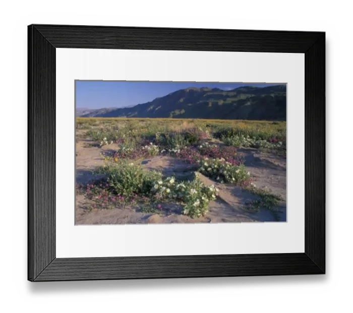 Framed Print : Califorinia, Anza-Borrego Framed Print : Califorinia, Anza-Borrego