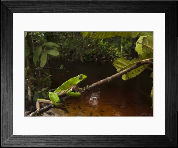 Framed Print : Giant leaf frog (Phyllomedusa bicolor) Rainforest, Iwokrama Reserve, Guyana