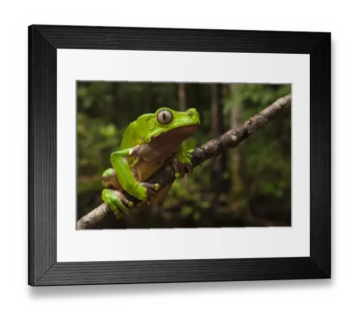 Framed Print : Giant leaf frog Framed Print : Giant leaf frog
