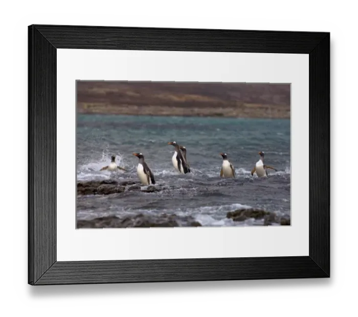 Framed Print : gentoo penguins, Pygoscelis papua, jumping out of the water, Beaver Island, Falkland Islands Framed Print : gentoo penguins, Pygoscelis papua, jumping out of the water, Beaver Island, Falkland Islands