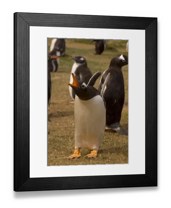 Framed Print : gentoo penguin, Pygoscelis papua, calling, Beaver Island, Falkland Islands, South Framed Print : gentoo penguin, Pygoscelis papua, calling, Beaver Island, Falkland Islands, South