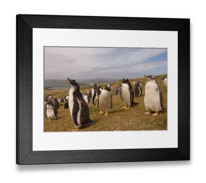 Framed Print : gentoo penguin, Pygoscelis papua, rookery on Beaver Island, Falkland Islands, South Framed Print : gentoo penguin, Pygoscelis papua, rookery on Beaver Island, Falkland Islands, South