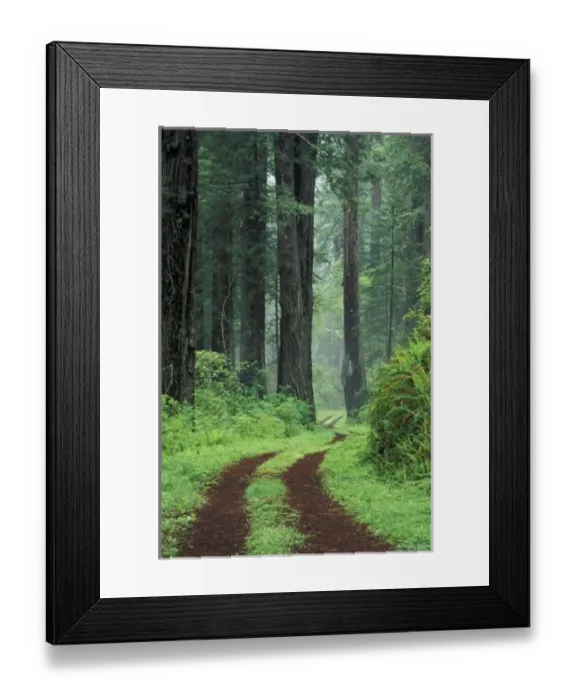 Framed Print : NA, USA, California. Del Norte Coast State Park. Coast trail, old Highway 101 with
