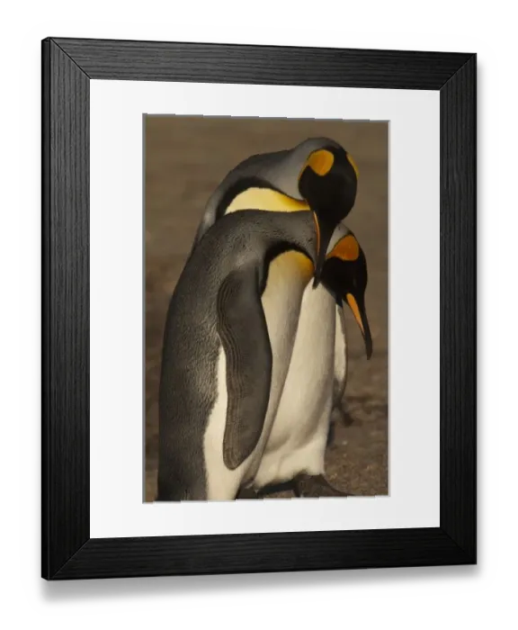 Framed Print : South America, Falkland Islands Framed Print : South America, Falkland Islands