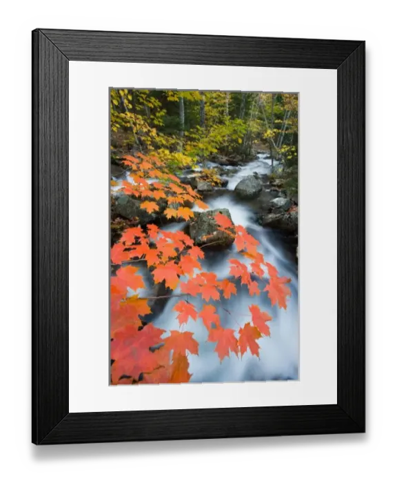Framed Print : Jordan Stream in fall in Maines Acadia National Park. Sugar maple trees Framed Print : Jordan Stream in fall in Maines Acadia National Park. Sugar maple trees