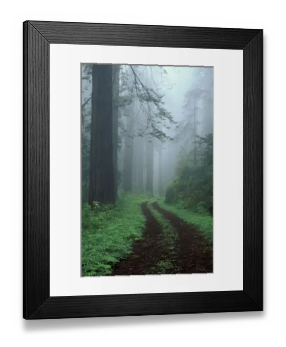 Framed Print : NA, USA, California. Del Norte Coast State Park. Coast trail, old Highway 101 with