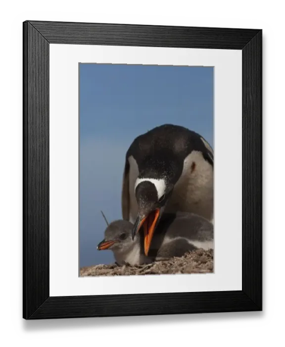 Framed Print : Gentoo Penguin (Pygoscelis papua) and chick being protected while being on Saunders Island Framed Print : Gentoo Penguin (Pygoscelis papua) and chick being protected while being on Saunders Island