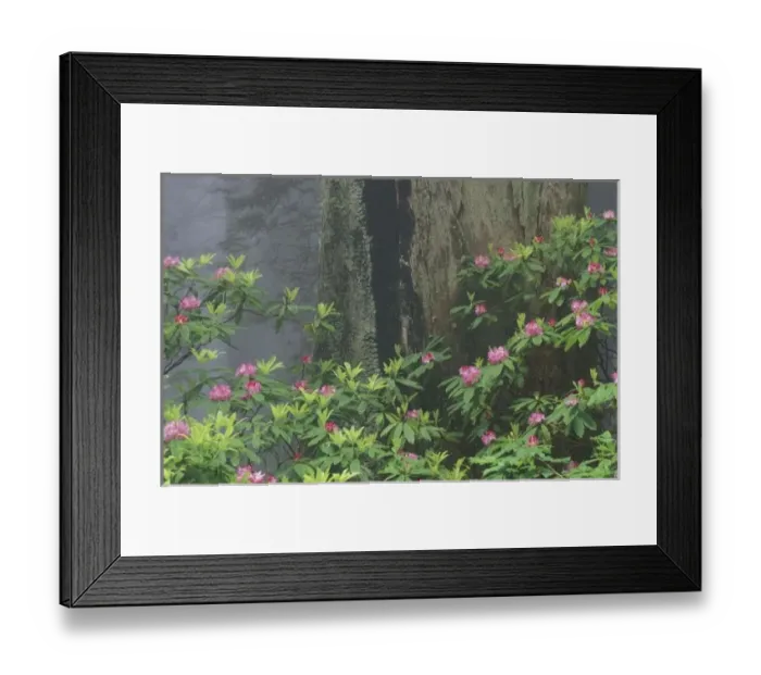 Framed Print : NA, USA, California. Del Norte Coast State Park. Coast trail, Coast Redwoods