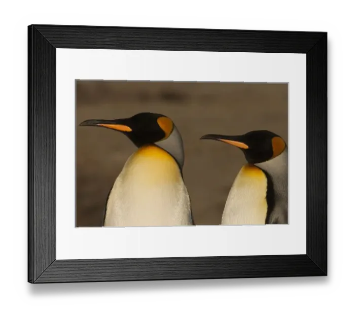 Framed Print : South America, Falkland Islands
