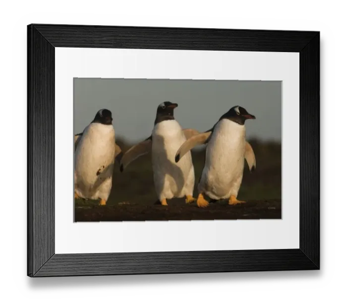 Framed Print : Gentoo Penguins Framed Print : Gentoo Penguins