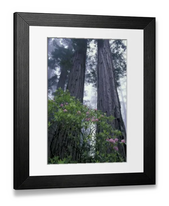 Framed Print : NA, USA, California. Del Norte Coast State Park. Coast trail, Coast Redwoods
