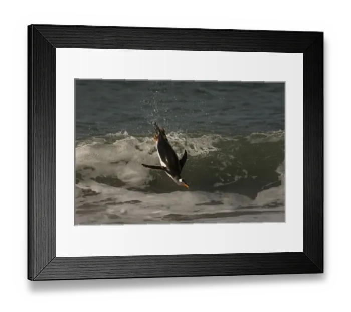 Framed Print : Unknown. Gentoo Penguin (Pygoscelis papua)