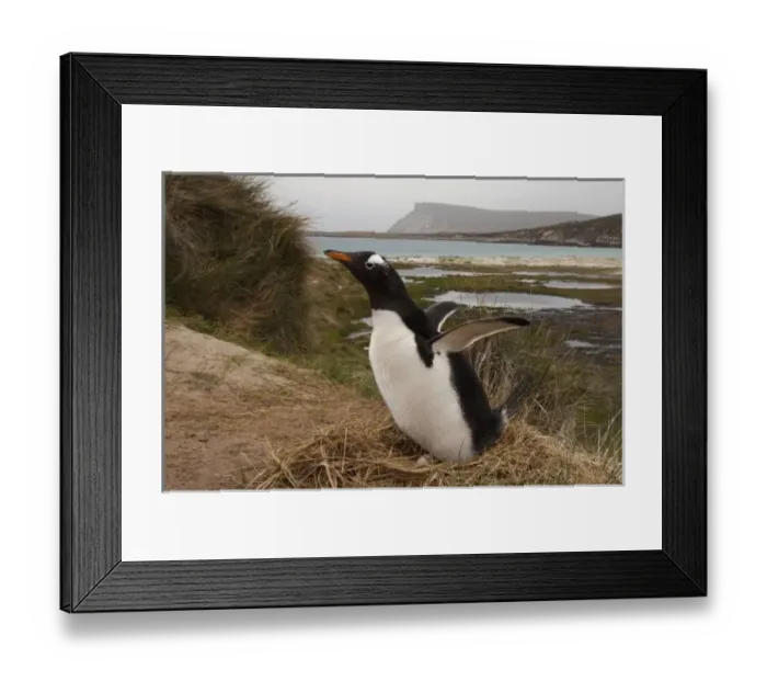 Framed Print : Gentoo Penguin (Pygoscelis papua) on a nest, West Falkland, Falkland Islands