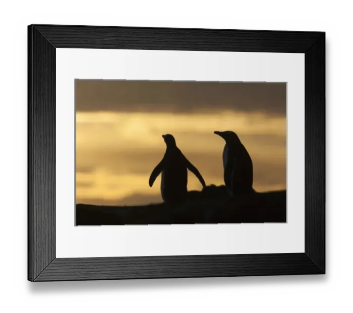 Framed Print : South America, Falkland Islands Framed Print : South America, Falkland Islands