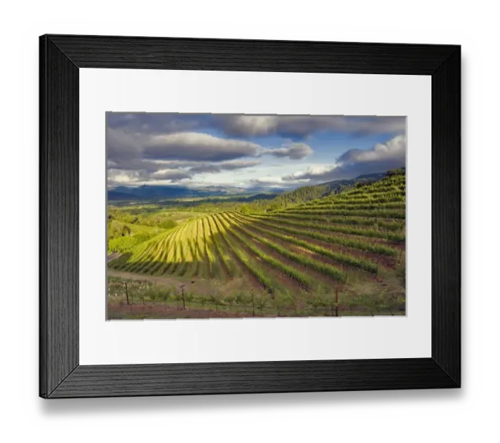 Framed Print : Vineyard. Napa Valley. Napa. Napa County, California, USA. North America
