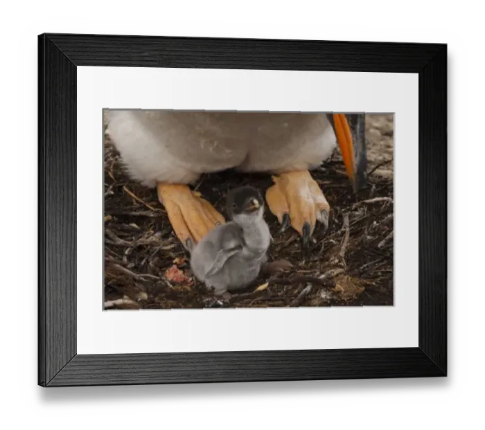 Framed Print : Gentoo Penguin (Pygoscelis papua) with chick, West Falkland, Falkland Islands. These Framed Print : Gentoo Penguin (Pygoscelis papua) with chick, West Falkland, Falkland Islands. These