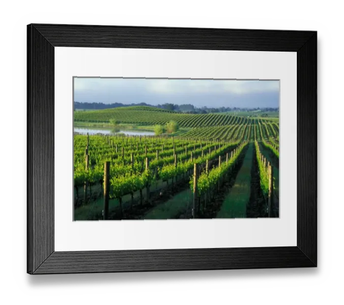 Framed Print : Grapevines in neat rows in Californias Napa Valley wine country Framed Print : Grapevines in neat rows in Californias Napa Valley wine country