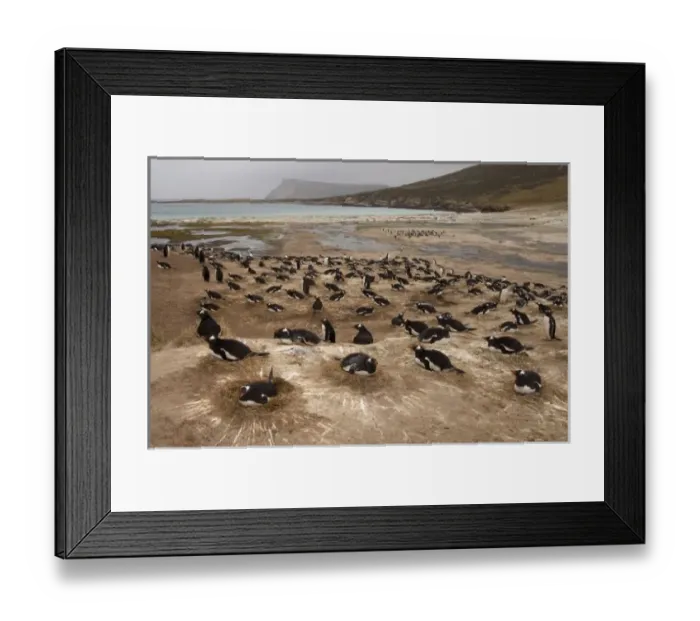 Framed Print : Gentoo Penguin (Pygoscelis papua) colony, West Falkland, Falkland Islands. hese penguins Framed Print : Gentoo Penguin (Pygoscelis papua) colony, West Falkland, Falkland Islands. hese penguins
