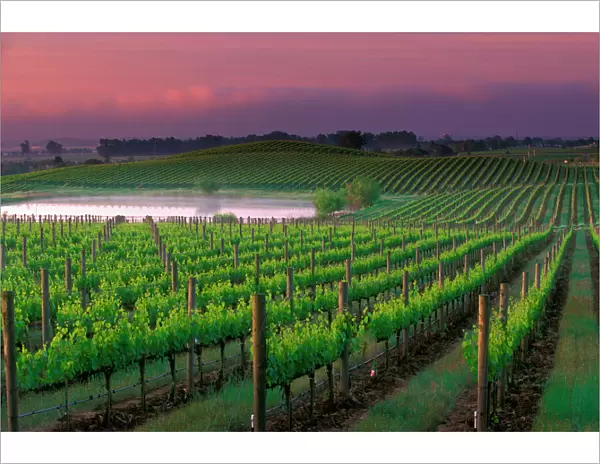 Sunrise color in the distant fog behind vineyard surrounding a pond in Carnaros area of Napa Valley