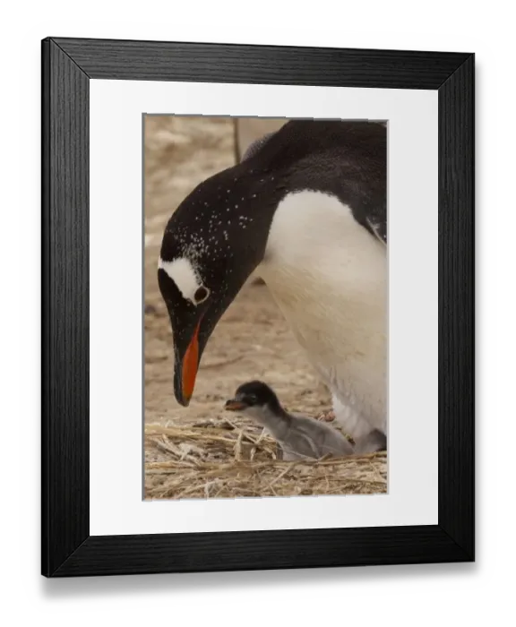 Framed Print : South America, Falkland Islands