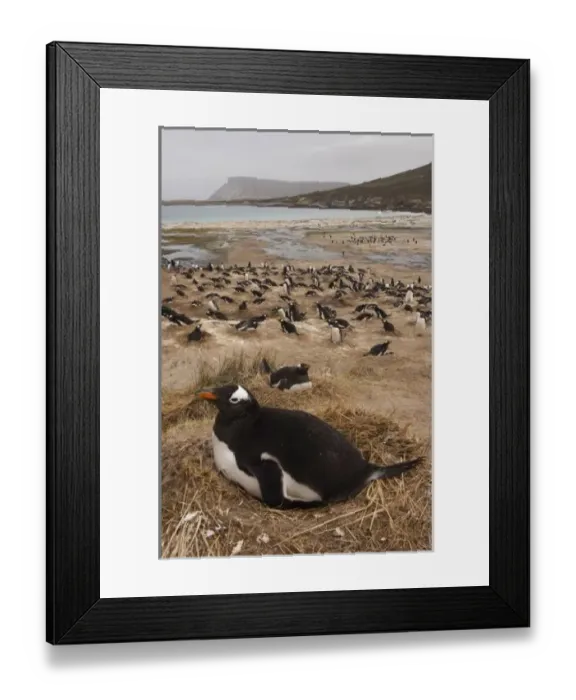 Framed Print : South America, Falkland Islands Framed Print : South America, Falkland Islands
