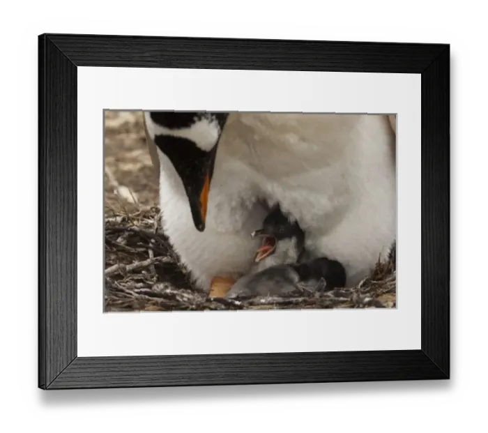 Framed Print : Gentoo Penguin Framed Print : Gentoo Penguin